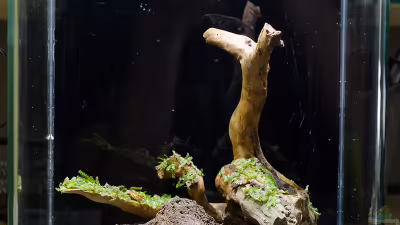 ...erste Pflanzen... von Julian H. (3)