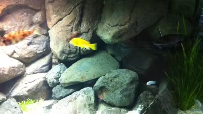 ...fertig...Fische erkunden ihr neues zuhause...(altes Bild) von Sunny73 (18)