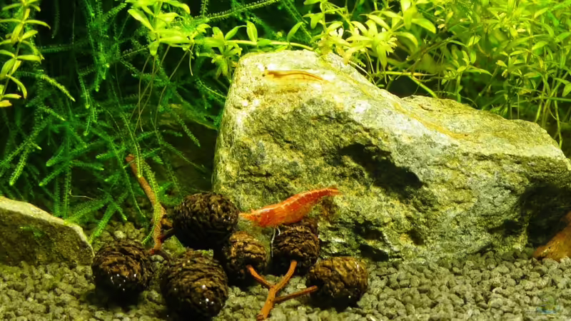 ...gefärbte und weniger gefärbte Exemplare von A. G. (19)