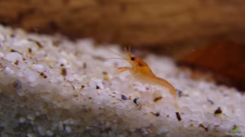 ...Größenverhältnis des Zwerges zu den Sandkörnern von manzanarez (32)