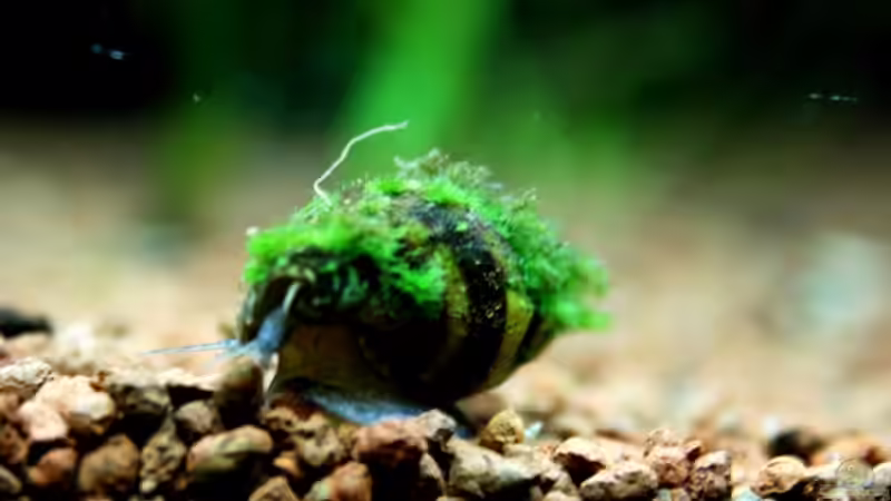 ...grüne Dread-Locks! Der letzte Schrei! ;-)... von Sue (55)