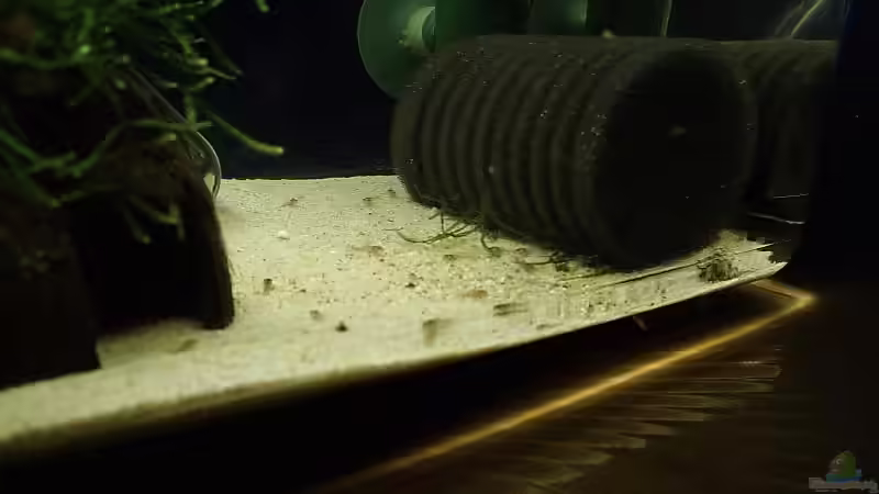 ...hier auch noch ein gutes Bild von den Welschen... von Torsten Bullmahn (26)