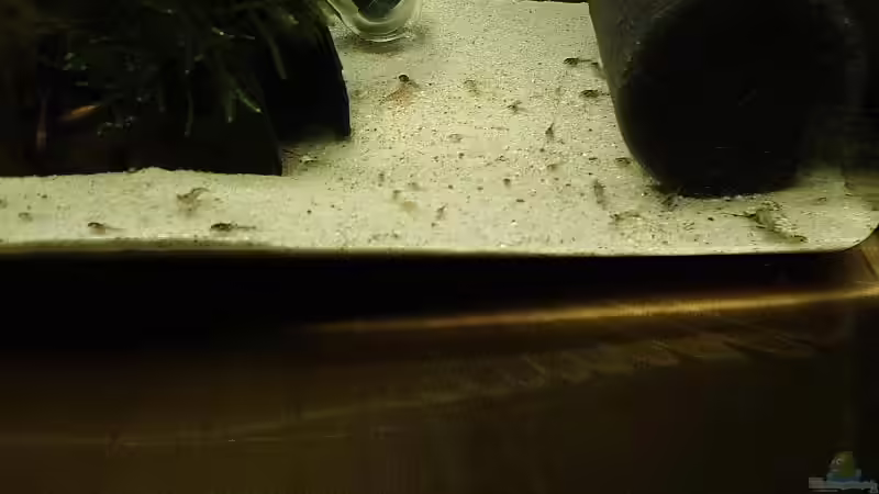 ...hier sieht man schon einige DURCHGEF??RBTE Jungwelse... von Torsten Bullmahn (30)