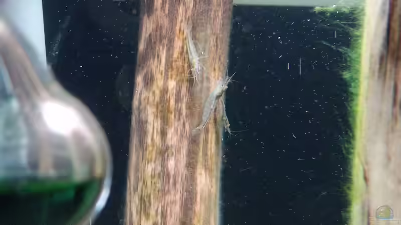 ...hier sogar wieder ein ganzer Trupp ^^ von Torsten Bullmahn (56)