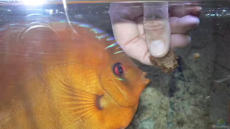 :-) Ihr Liebling von Uwe W (34)