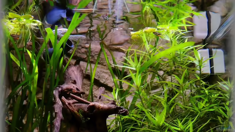 ...im Zwergziersalmerreich von Sambia (20)