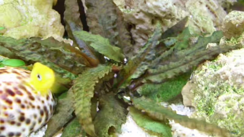 ...in welchen Loch versteckt sich bloß mein Partner schon wieder? von Uwe Baumgarten (24)