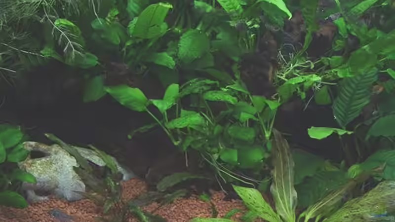 ...inzwischen alles zugewachsen, Anubien Echinodoren von Werner Müller (9)