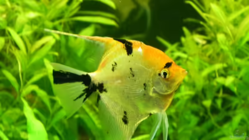 ...ist 1 Paar übrig geblieben von Bassley (21)