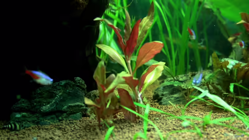 ...kleine Palisaden-Steine... von Sue (36)