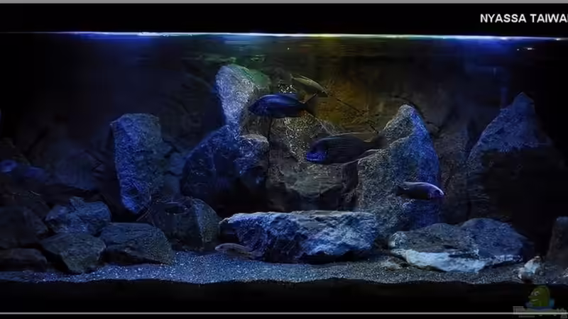 ...kleines ´Nyassa TAIWAN REEF´ in 540L... von ***ELLIS*** (1)