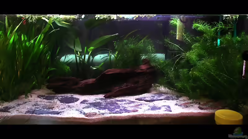 ...kurz nach der Salmlergerechteren Umgestaltung... von vixen (3)