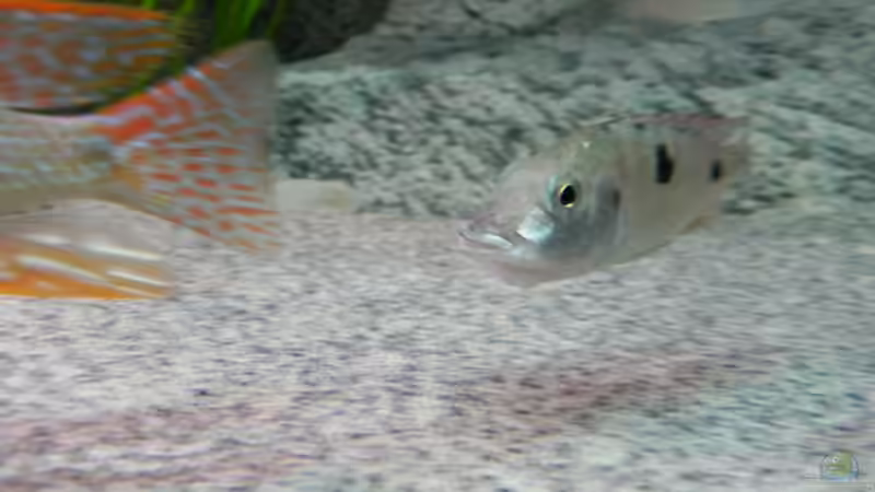 ...kurz vorm spucken.... von Sternenseeträumer (49)