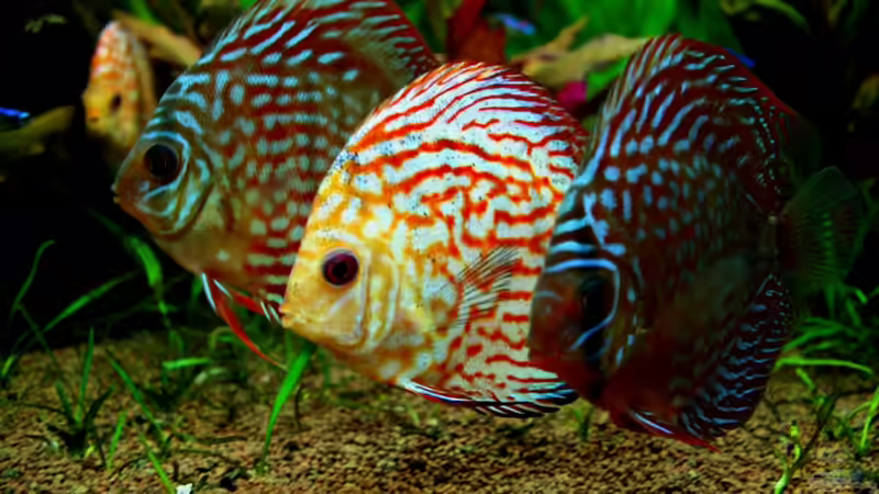 ...Lilo und Stitch, und: Chip und Chap...*lol* von Sue (70)