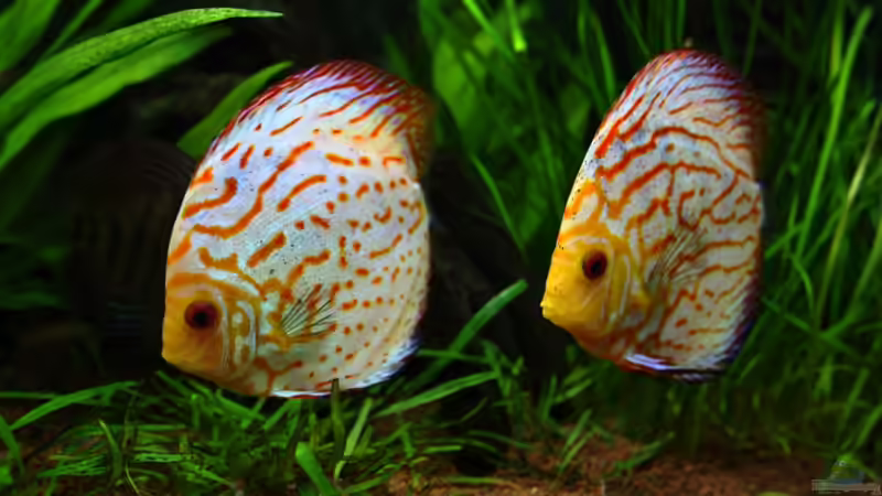 ---links herum--- von Sue (45)