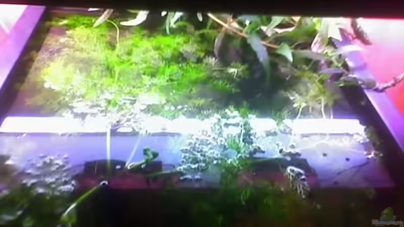 ...mal ne Draufsicht:ein Teufelszeug dieser Hornfarn! von Chantal Kasteinke (2)