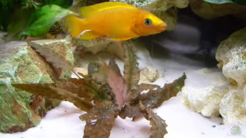 ...man, seh`ich heute wieder gut aus!!! von Uwe Baumgarten (25)