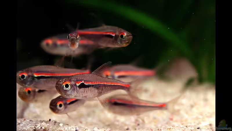 ...mehr Amapa Salmler... von vixen (24)