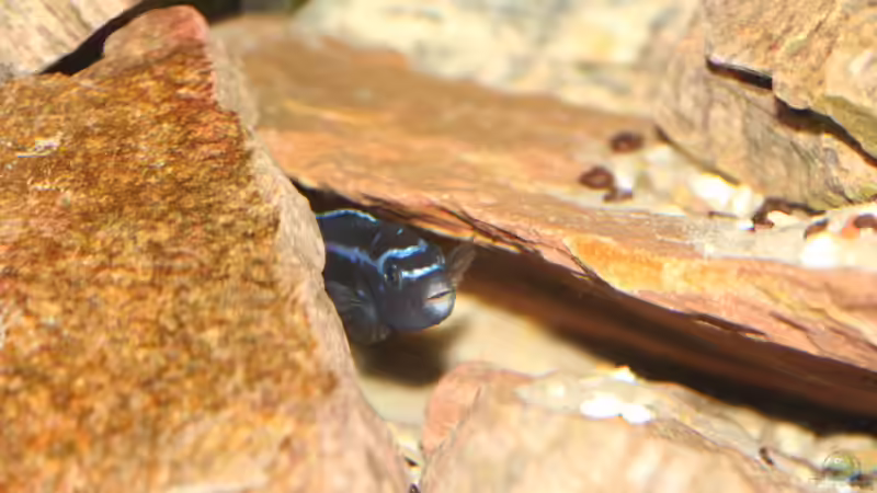 ...meine Höhle von Cruiser Bruno (17)