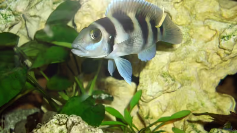 ...Mist geblitzt...doch zu schnell geschwommen!!! von Uwe Baumgarten (21)