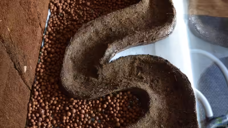 ...mit Blähton von Junglist (10)