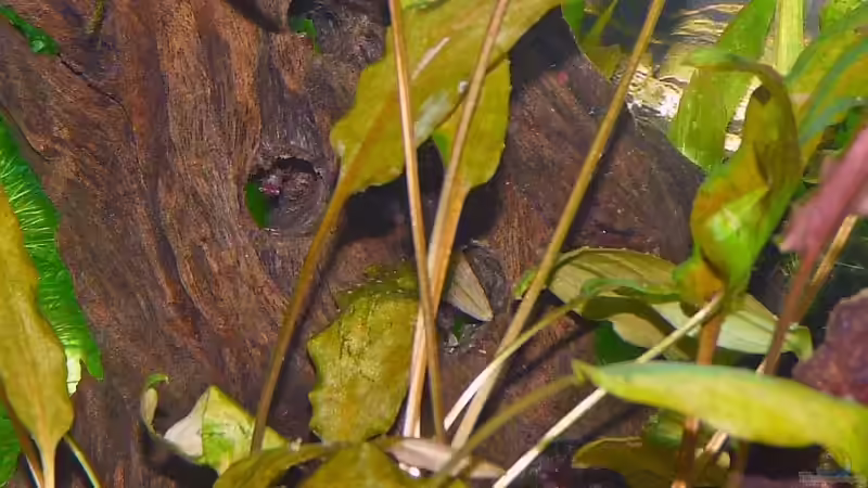 ...mit Mietern von rupi99 (5)