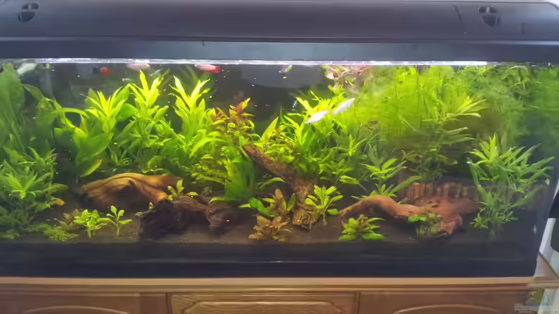 ...nach 1 Woche CO2-Düngeanlage-Einsatz...wow... von oliK (2)