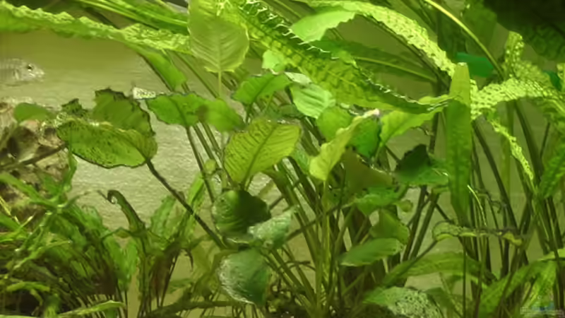 ...nach dem Düngen von Andreas Werth (5)