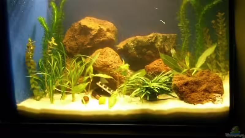 ...noch ein Bild von meinem neu eingerichteten Aquarium von Sina Blessing (2)