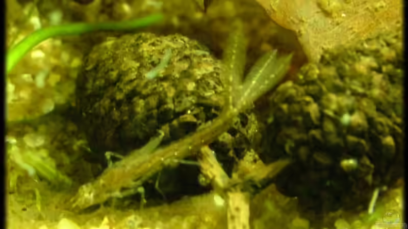 ...noch eine Libellenlarve. von Palo (29)