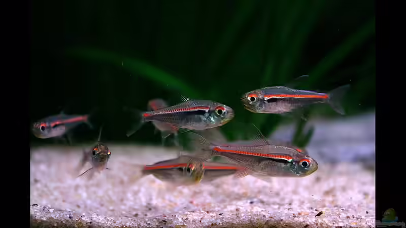 ...noch mehr Amapa Salmler... von vixen (25)