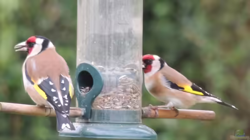 ...nutzen auch Futter-,Trink-&Badestelle - Distelfinken von Sambia (72)