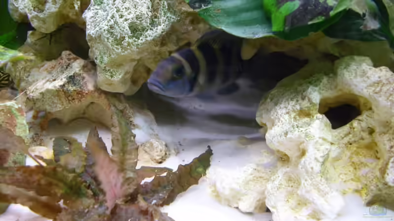 ...ob wohl heute mal ein vernünftiger Mensch vobei kommt?! von Uwe Baumgarten (26)