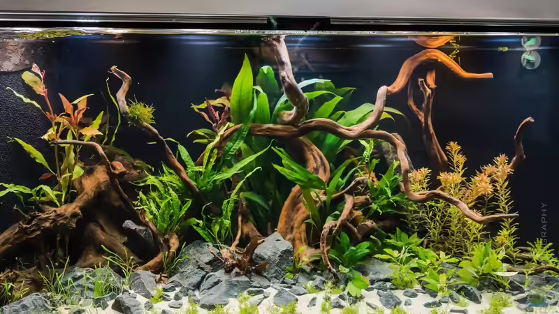 ...ohne irgendwelche Bewohner... (14.06.15) von Betta Chris (10)