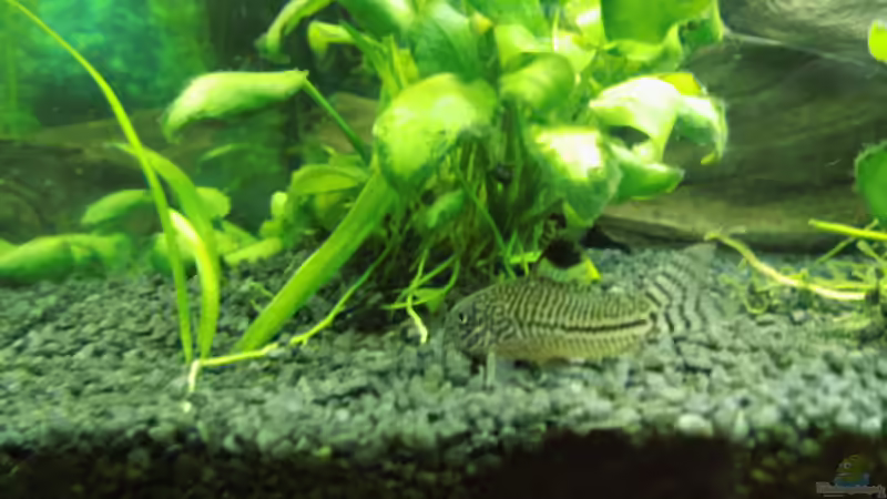 ...Panzerwels... von aqua david (29)