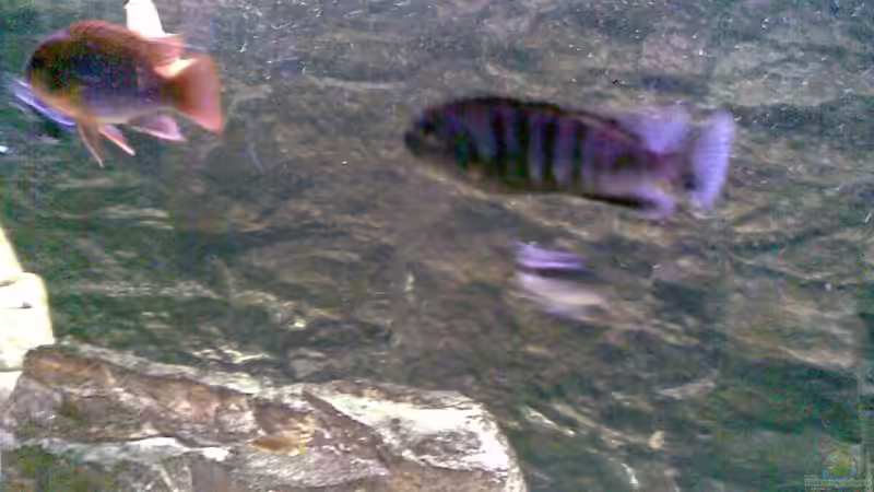 ...rechts der PS. saulosi Bock... von Torsten Bullmahn (22)