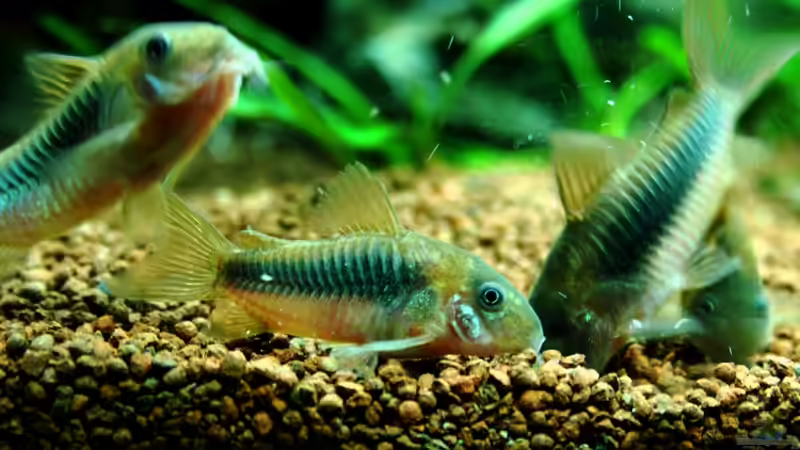 ...rechts (mit der Nase im Boden): mein einäugiger Panzerwels (hab ihn schon so von Sue (72)