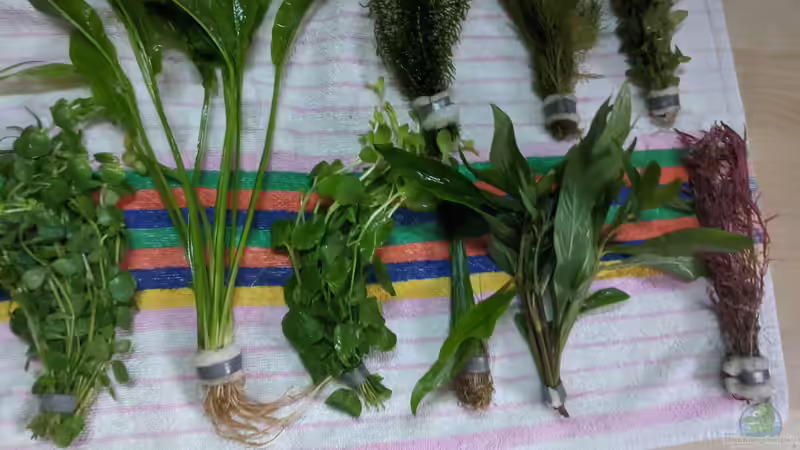 ??? - Regenschirmsimse - Kirschblatt (?) - Papageienblatt von Ameisenalex (45)