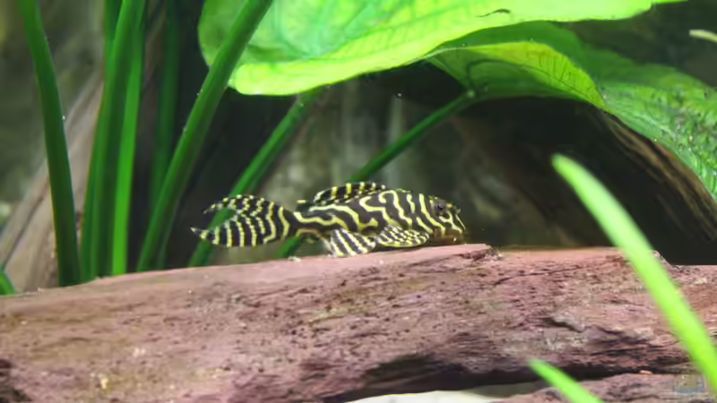 ...Ruhebank... von Andy Weiss (44)