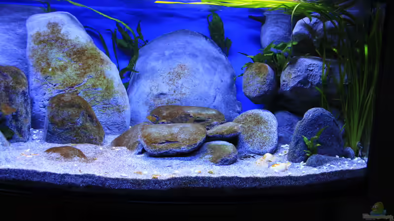 .. schon bald kommen die ersten Algen von Borg (4)