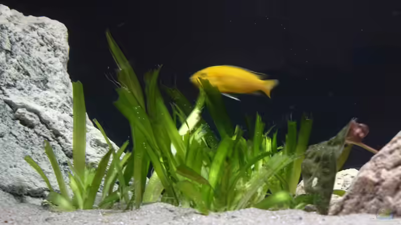 ...schon fast abgefressen von freezer2510 (4)