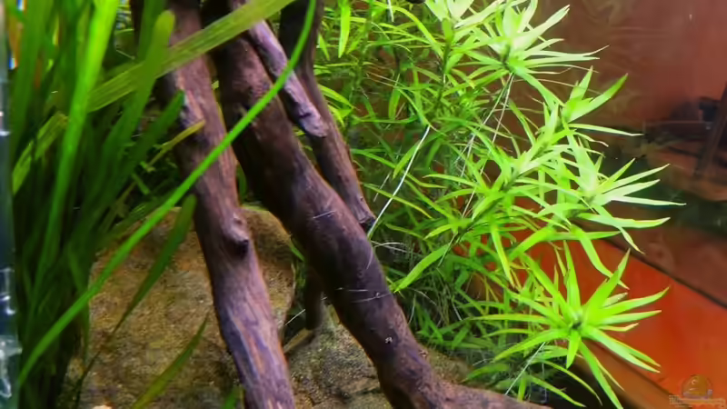 ...Seiteneinsicht von ganz links von Sambia (22)