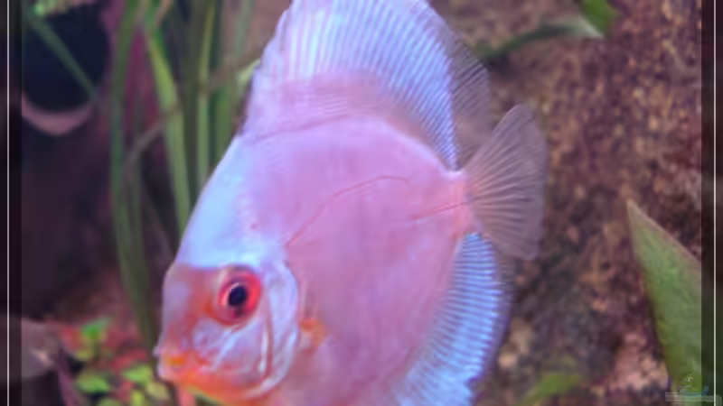 ~~~   Shipp   ~~~ von Holger Rauhe (17)