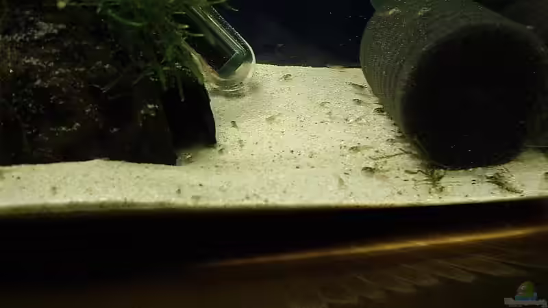 ...sie fressen gerade Artemia Nauplien... von Torsten Bullmahn (32)