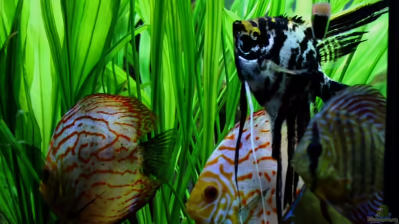 ...so sieht es aus, wenn ich von der Arbeit nach Hause komme... von Sue (42)