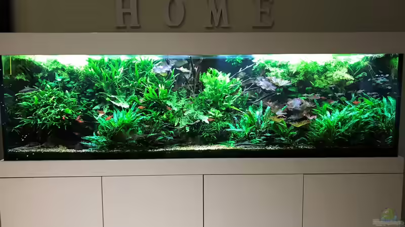 ...so war die Ausgangslage von Der Nicky (11)