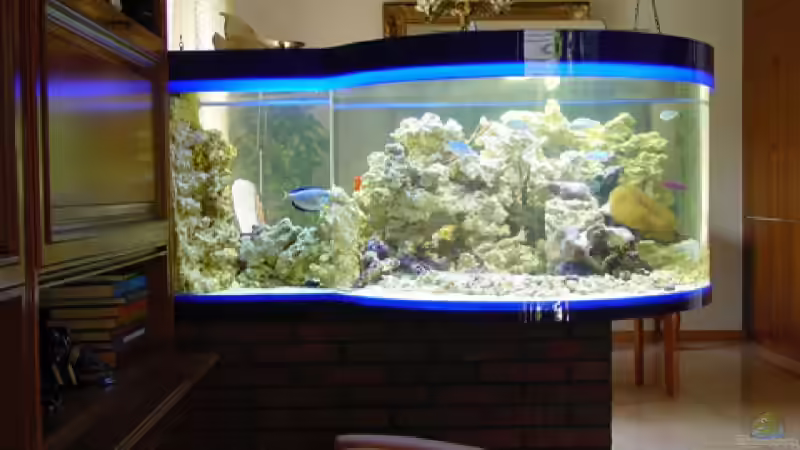  ~~~  Sonderformen unter  ~~~     http://www.schuran.com/aquariensea.html von Holger Rauhe (4)