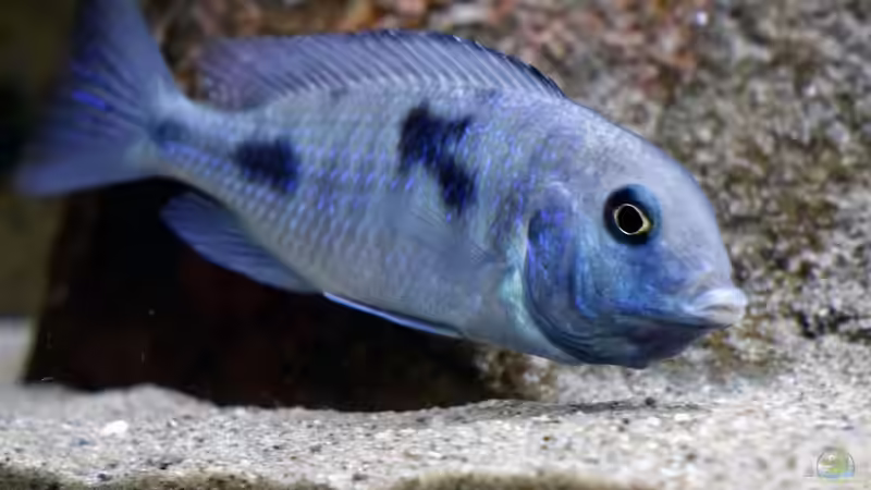 ...sowas von schwanger... von freezer2510 (43)