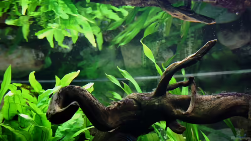 ...Spiegelung in der Wasseroberfläche... von Sue (25)