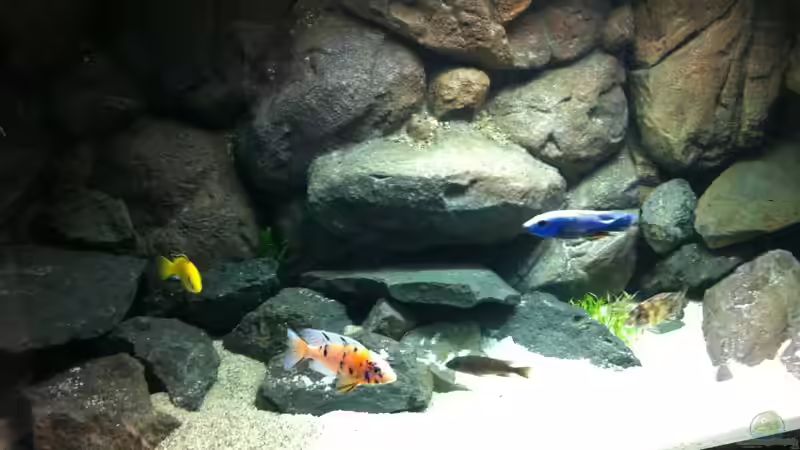 ...und...sie lieben es...(altes Bild) von Sunny73 (19)